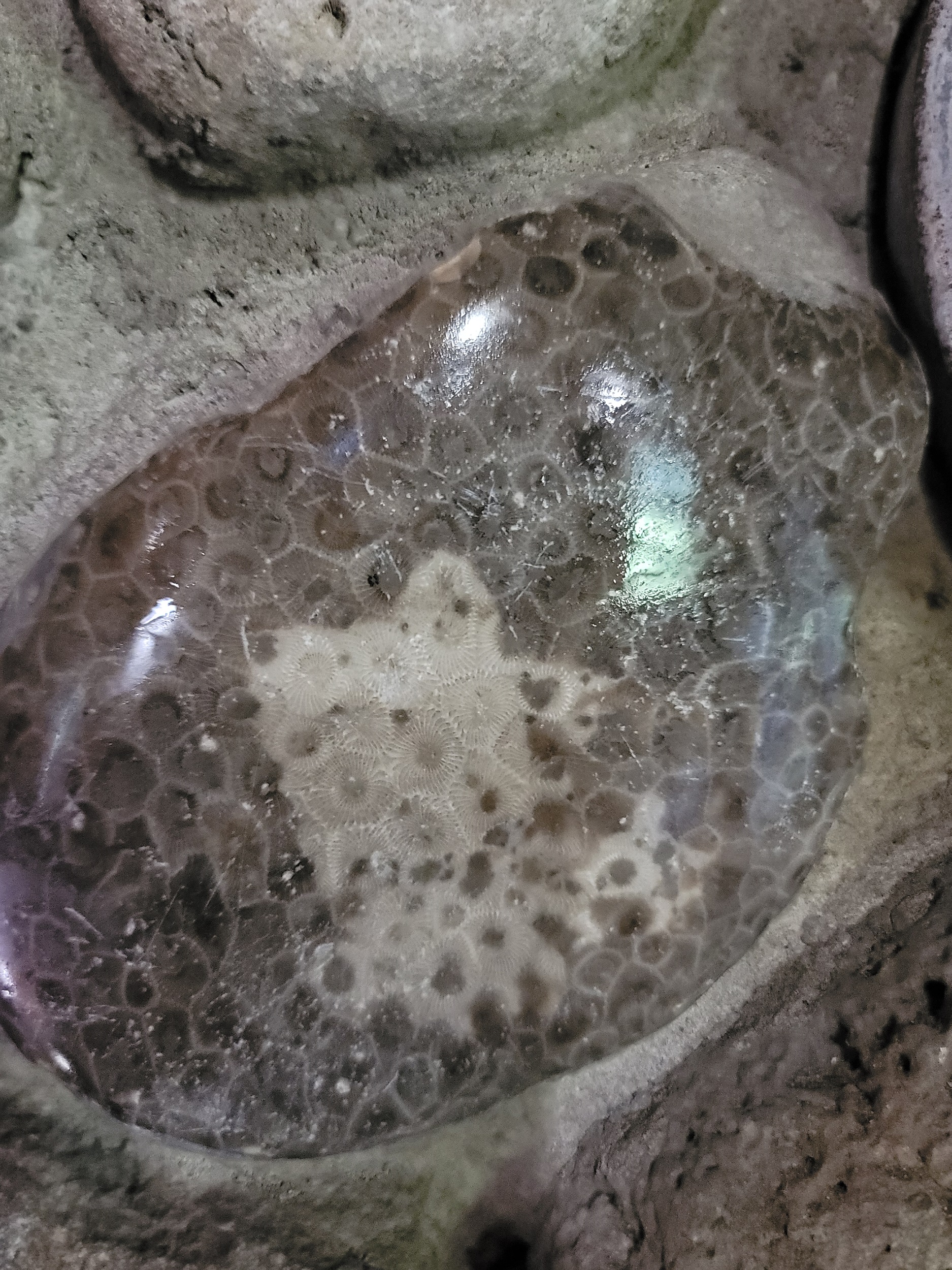 petoskey stone