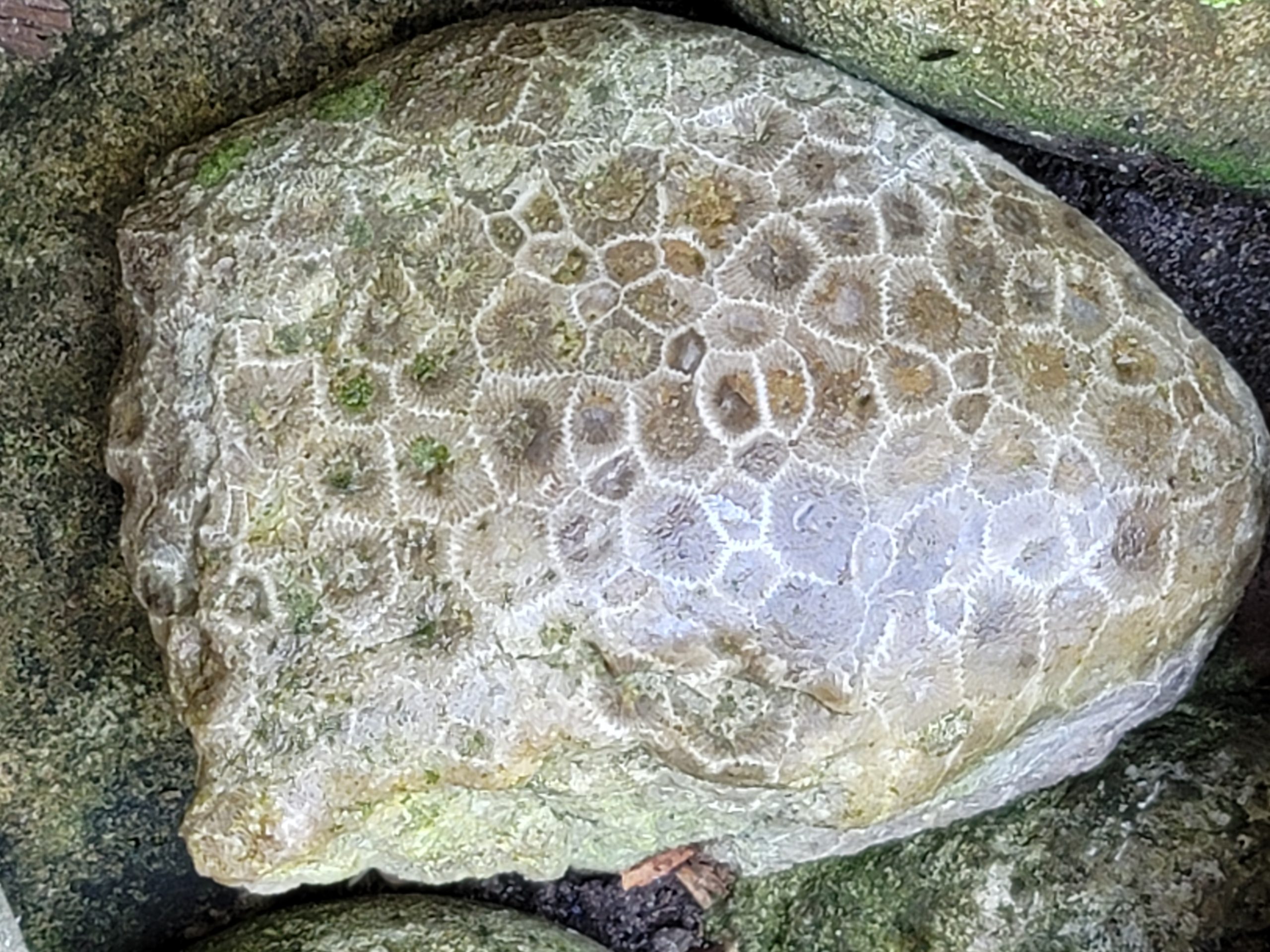 PETOSKEY STONE