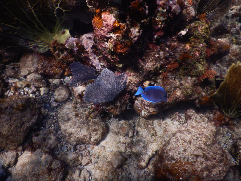 Best Saint John Usvi Snorkel Spots - Inspirational Travel Adventures