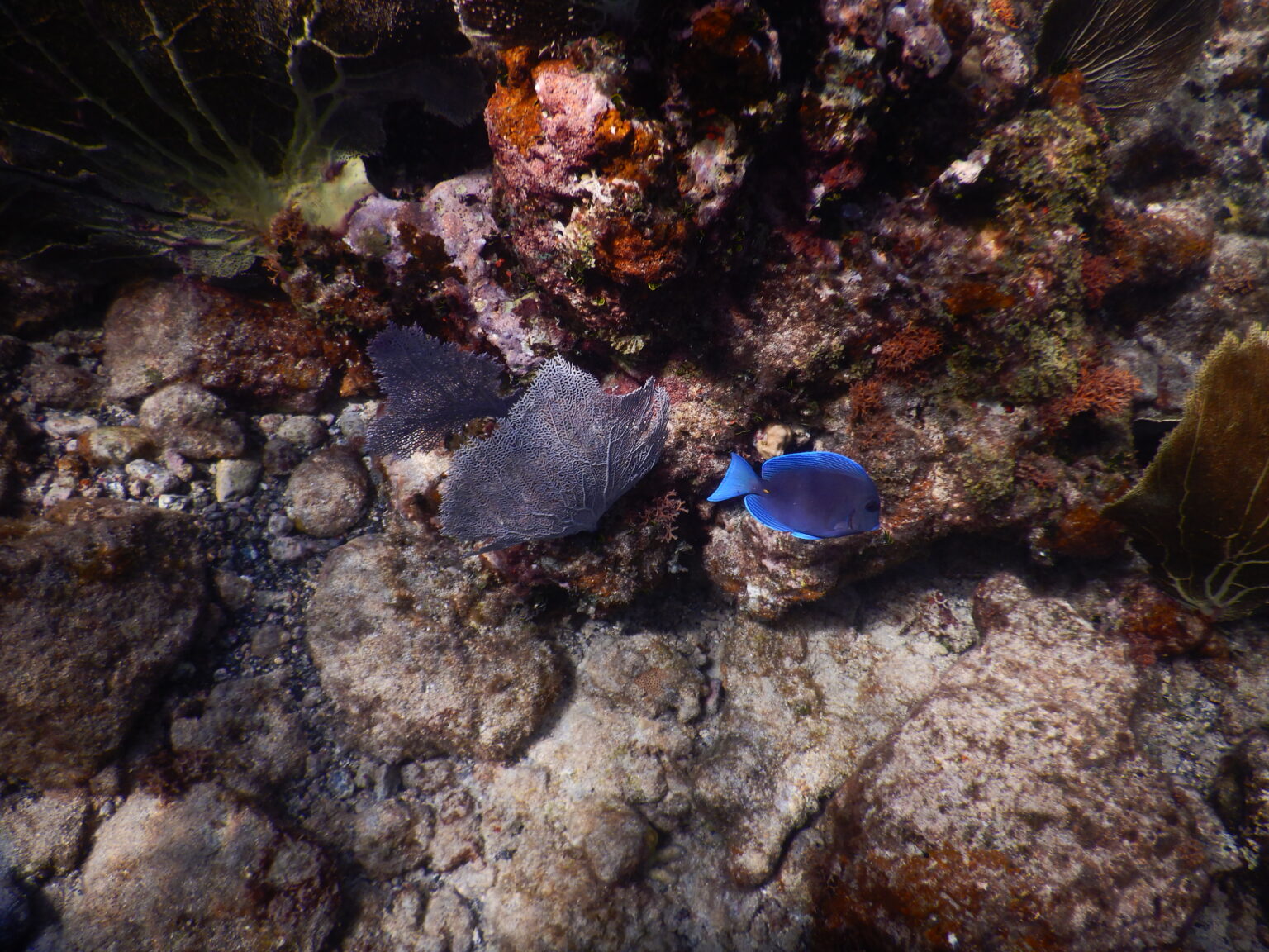 BEST SAINT JOHN USVI SNORKEL SPOTS - Inspirational Travel Adventures