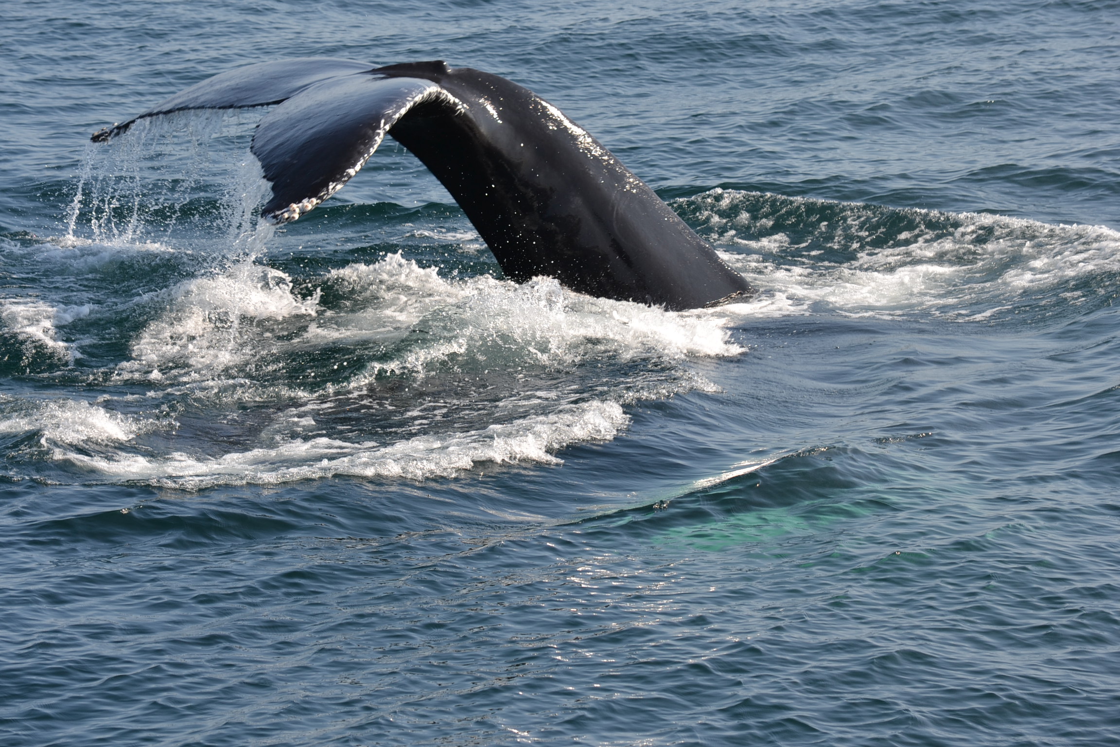 Gloucester Whale Watching Tour