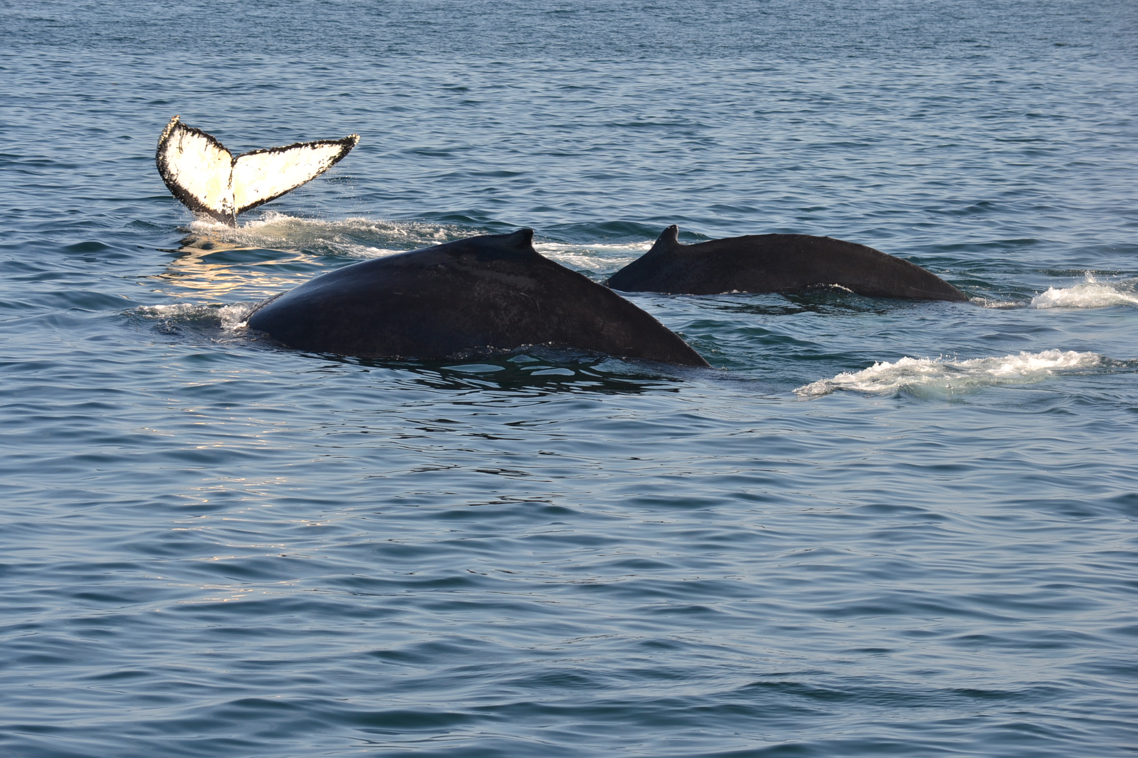 Gloucester Whale Watching Tour