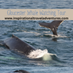 Gloucester Whale Watching Tour