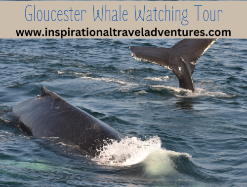 Gloucester Whale Watching Tour