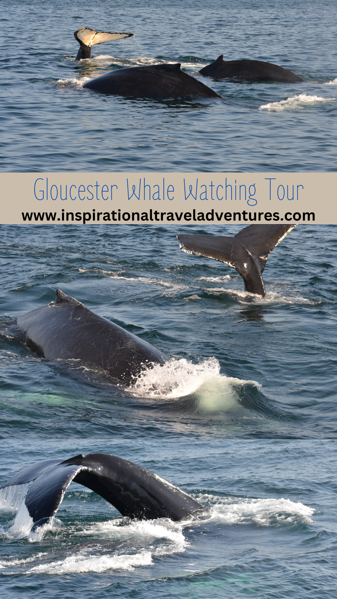 Gloucester Whale Watching Tour